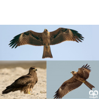 گونه کورکور سیاه Black Kite